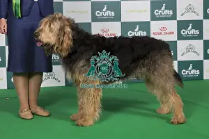 Crufts 2024 Best of Breed Stacked Otterhound Ch Olphae Charman Owner: Mrss Lewis