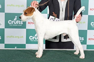 Crufts 2024 Best of Breed Stacked Parson Russell Terrier 15448 - Vixenview Silent Uh Sass in (Ms D Manson)