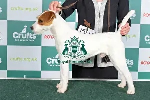 Crufts 2024 Best of Breed Stacked Parson Russell Terrier 15448 - Vixenview Silent Uh Sass in (Ms D Manson)