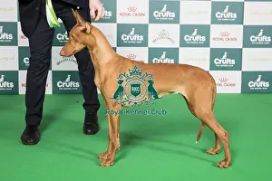 Crufts 2024 Best Of Breed Hound Group Prints: Crufts 2024 Best of Breed Stacked Pharoah Hound Bazinga Make Love Not War Owners