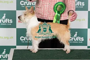 Crufts 2024 Best of Breed Stacked Portuguese Podengo (Warren Hound) Brundledean Giovana Owner: Mrss A Brundle
