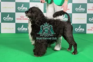 Crufts 2024 Best Of Breed Working Group Prints: Crufts 2024 Best of Breed Stacked Portuguese Water Dog 10979 - Ch Belleville Anjo Negro