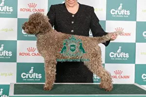 Crufts 2024 Best of Breed Stacked Rozebottel's Love of My Life Cibj Nljch Bjch Luxjch Vdhjch Jw-22 W-22 Owner: Mrs K H J G Van Gemert