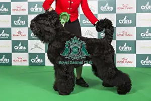 Crufts 2024 Best of Breed Stacked Russian Black Terrier 11142 - Deneb Keitos Jaguar (Mrs J Bem)