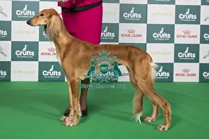 Crufts 2024 Best of Breed Stacked Saluki 18647 - Ravensett Mehrasa (Mr G & Mrss Littlechild)