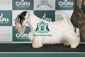 Crufts 2024 Best of Breed Stacked Sealyham Terrier 15643 - Multi Ch Forlegd Onward Tai Lung Jww-21 Jew-21 Jch (Miss W Winowicz)