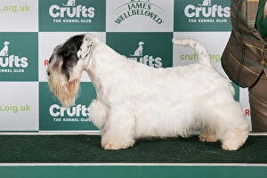 Crufts 2024 Best of Breed Stacked Sealyham Terrier 15643 - Multi Ch Forlegd Onward Tai Lung Jww-21 Jew-21 Jch (Miss W Winowicz)