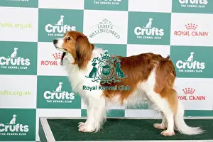 Crufts 2024 Best Of Breed Utility Group Prints: Crufts 2024 - Best of Breed Stacked Sensation vom Tespelkooi of Valleyrise VW (Imp Deu) Owner: Miss C Johnson