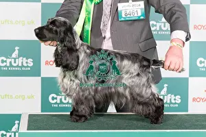 Crufts 2024 Best Of Breed Gundog Group Prints: Crufts 2024 Best of Breed Stacked Sh Ch Adriana Sunforest Soul with Manchela (Imp Ukr) JW Owners