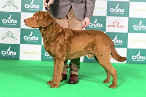 Crufts 2024 Best of Breed Stacked Sh Ch Arnac Bay Huron at Bergelle JW Owners: Miss M V & Mr J & Mr J Mahon & Hunns & Newton