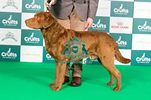 Crufts 2024 Best of Breed Stacked Sh Ch Arnac Bay Huron at Bergelle JW Owners: Miss M V & Mr J & Mr J Mahon & Hunns & Newton
