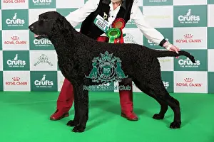 Crufts 2024 Best of Breed Stacked Sh Ch Foxriever Mystic Marvel at Elkysar Owners: Mr K & Mrs M Solomon