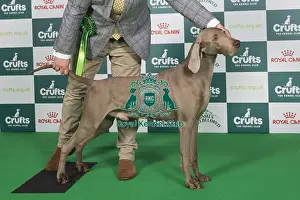 Crufts 2024 Best Of Breed Gundog Group Prints: Crufts 2024 Best of Breed Stacked Sh Ch Gunalt Hendricks Owners: Messrs D R & G A Alcorn & Ingram