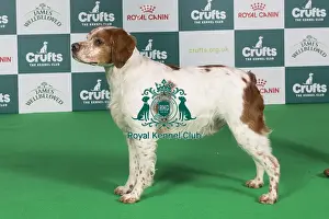 Crufts 2024 Best of Breed Stacked Sh Ch Highclare Only One avec Tailliside (ai) JW Owner: Miss F Cook