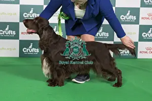 Crufts 2024 Best Of Breed Gundog Group Prints: Crufts 2024 Best of Breed Stacked Sh Ch Nadavin Yaden at Irisbel Owners: Mr D