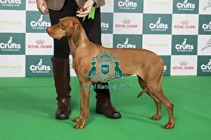 Crufts 2024 Best Of Breed Gundog Group Prints: Crufts 2024 Best of Breed Stacked Sh Ch Oakswarren Pure Magic (ai) ShCEx Owners: Miss K & Mr A Legg & Scott