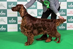 Crufts 2024 Best of Breed Stacked Sh Ch Riverbrue Morning Glory Owners: Mr B A & Miss C Crocker & Lewis