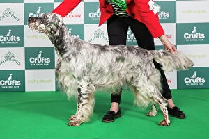 Crufts 2024 Best of Breed Stacked Sh Ch Severnsett Firecracker Owners: Mr N A & Mrs P M Darley