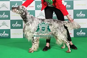 Crufts 2024 Best of Breed Stacked Sh Ch Severnsett Firecracker Owners: Mr N A & Mrs P M Darley