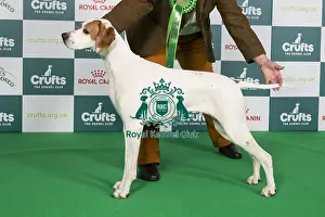 Crufts 2024 Best of Breed Stacked Sh Ch Sniperay Edge of Glory JW Owner: Mrs J Radcliffe