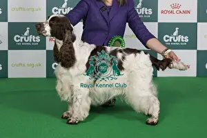 Crufts 2024 Best Of Breed Gundog Group Prints: Crufts 2024 Best of Breed Stacked Sh Ch Trimere Tickle Me Fancy Owners: Mr S
