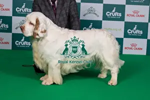 Crufts 2024 Best of Breed Stacked Sh Ch Vanitonia Soloist Owner: Mr L As Cox