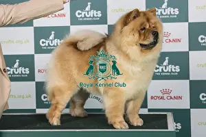 Crufts 2024 - Best of Breed Stacked Shulian Santa Ana Star Owners: Mr P W H & Mrs K J Wright