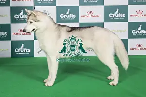 Crufts 2024 Best of Breed Stacked Siberan Husky 11378 - Ch Pelenrise Don't Let Me Go JW (Mrs P & Mrs H Taylor & Taylor-Morris)