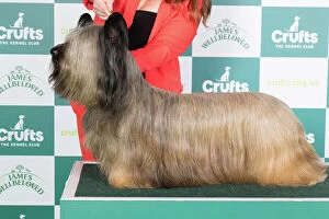 Crufts 2024 Best of Breed Stacked Skye Terrier 15680 - Ch Flanagan Energizer at Feorlig (Imp Svk) (Mrs K F Ryan)