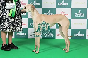 Crufts 2024 Best Of Breed Hound Group Prints: Crufts 2024 Best of Breed Stacked Sloughi 18700 - Aabidah De Polvo Magico (Imp Aut) (Mrs A Carter)