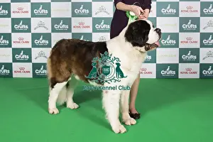 Crufts 2024 Best of Breed Stacked St Bernard 11198 - Pol/swiss/dan Ch Ercole Wielkopolski Bernardyn Ww (Mrs Magda & Mr Pawel Kubacha & Kopinke)