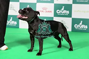 Crufts 2024 Best of Breed Stacked Staffordshire Terrier 15933 - Kamaristaffs Royal Gem at Jazostaff JW (Mr T & Mrs C Plumstead)