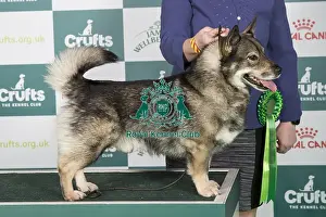 Crufts 2024 Best of Breed stacked Swedish Vallhund 13712 - Eriksfjord Brave Charm (Mr G & Mrss Lee)