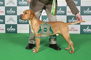 Crufts 2024 Best Of Breed Gundog Group Prints: Crufts 2024 Best of Breed Stacked Teisgol Henrique Mr P R & Mrs D E Stilgoe