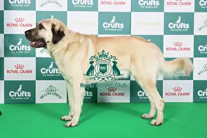 Crufts 2024 Best of Breed stacked Turkish Kangal Dog 13736 - D Ch Werner (Mr Th. Wilken)
