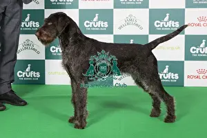 Crufts 2024 Best of Breed Stacked Urvum Arwen Owner: Mr L Cocchi