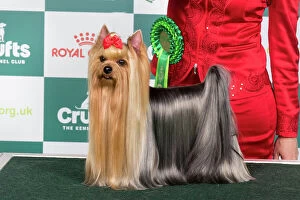 Crufts 2024 Best of Breed stacked Vw Calibri Fly Cosmos Owner: Mr Aco Pavlovski