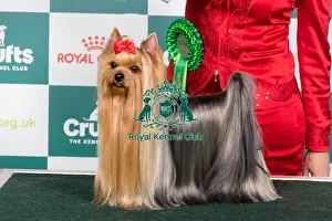 Crufts 2024 Best of Breed stacked Vw Calibri Fly Cosmos Owner: Mr Aco Pavlovski