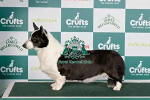 Crufts 2024 Best of Breed stacked Welsh Corgi (Cardigan) 13752 - Am Ch Sundance Be Still My Heart (Mrs L & Mrs N & Mr R & Miss L Croft-Elliott & Wilson & Vanoplynes & Price)