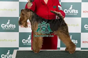 Crufts 2024 Best of Breed Stacked Welsh Terrier 16146 - Ch Perrisblu The Phantom, Breed: Welsh Terrier (Ms C Cole)
