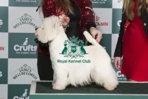 Crufts 2024 Best of Breed Stacked West Highland White Terrier 16257 - Int Ch/ned Ch/lux Ch White Villan Lucky Luke Jw21 (K &s Van Der Veen)