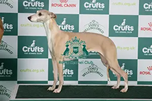 Crufts 2024 Best of Breed Stacked Whippet 18902 - Ch Cornstalk Dream On at Falconcrag (Misss Marston-Pollock)