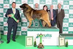 Crufts 2024 Best in Group 1st place Leonberger 10670 - Ch Corleone Navigator at Kalizmar (Imp Can) (Mr L & Miss K Studholme & Rushby)