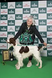 Crufts 2024 Best in Group Gundog 4th Place Irish Red and White Setter Sh Ch Talintyre Winter Shadow Owner: Mrs J Tait Gundog Group 4