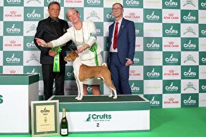 Crufts 2024 Best in Group Hound 2nd Place Basenji Se/dkk/no/hr/int Ch Naslediye Etera Atlas Holding Thes Euw 22 Euw 23 Owner: Mrs E Prahl
