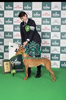 Crufts 2024 Best in Group Hound 4th Place Pharaoh Hound Bazinga Make Love Not War Owners: Mrs T & Mrs L & Mr R Hansen & Stark & Stark