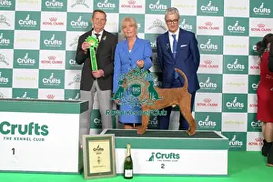Crufts 2024 Best in Group Terrier 2nd place Irish Terrier 15036 - Multi Ch/nordic Ch Smox His Majesty Ww'23 Sew'23 Fiw'23, Breed: Irish Terrier (Mrs E G Skalberg)