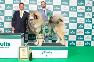 Crufts 2024 Best in Group Working 2nd place Tibetan Mastiff 11407 - Fr Ch Rongshai Du Domaine De Toundra (Mrss Haeffele)