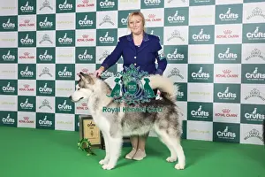 Crufts 2024 Best in Group Working stacked Alaskan Malamute 4th place 9483 - Ch Chayo Vasilisa (Mrss Ellis-Payne)