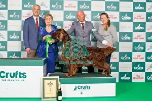 Crufts 2024 Best in Gundog Group 2nd Place Irish Setter Sh Ch Riverbrue Morning Glory, Breed: Irish Setter Owners: Mr B A & Miss C Crocker & Lewis Gundog Group 2